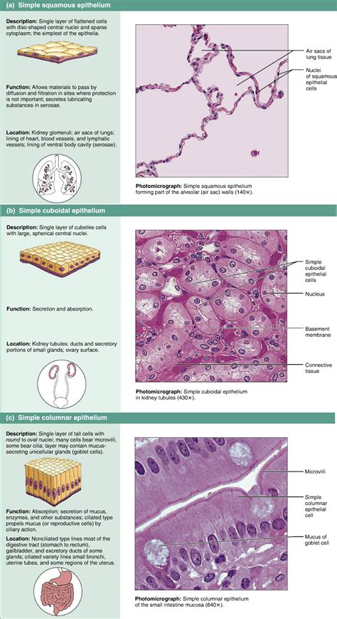 Epithelial Tissue Worksheet Answer Key