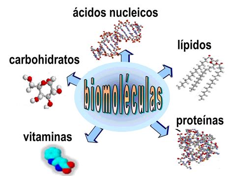 Biomol Culas Qu Son Caracter Sticas Tipos Funci N Importancia