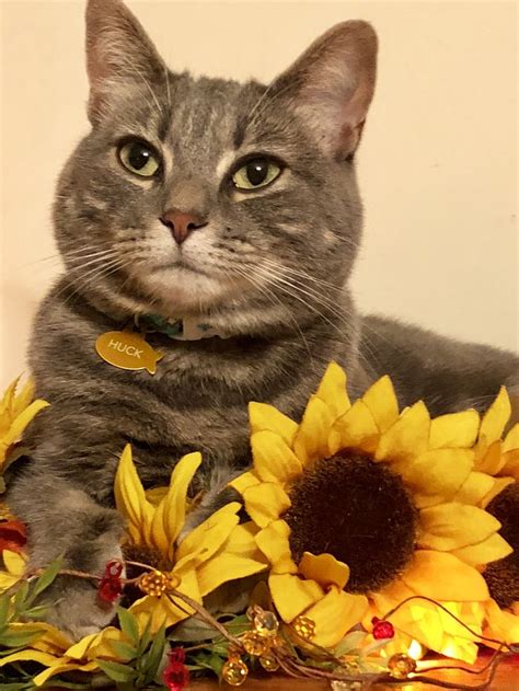 Autumn Kitty Kitty Autumn Animals