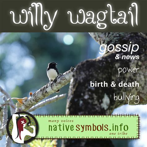 Spiritual Meaning Of Seeing A Willie Wagtail