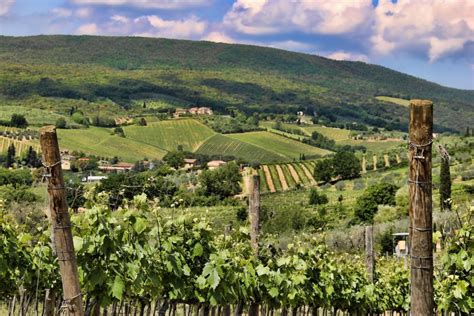 5 Most Beautiful Vineyards in Tuscany - Traveler Master