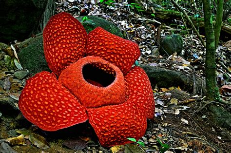 Names Of Unique Plants