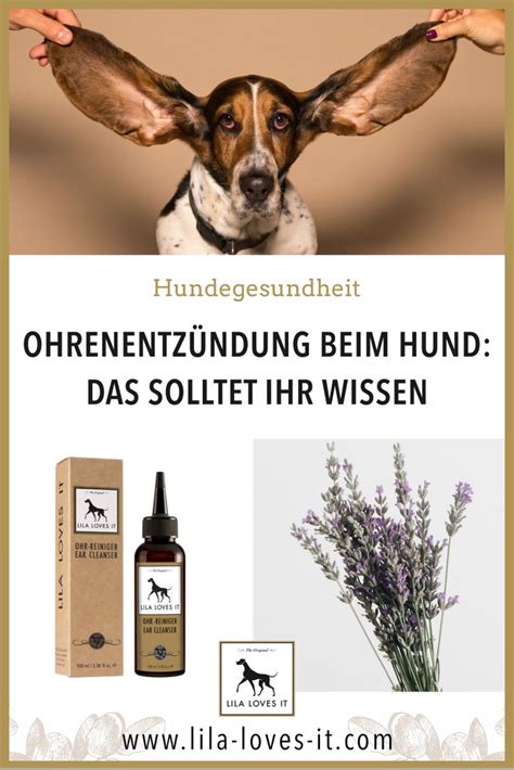 Ohrenentz Ndung Beim Hund Lila Loves It