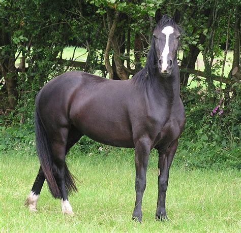 | Horse | Horse Wallpapers | Horse Pictures | Horse Photos | White ...