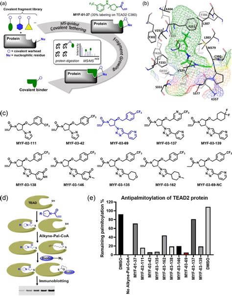 Covalent Disruptor Of Yap Tead Association Suppresses Defective Hippo