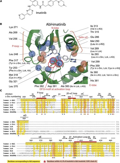 C Src Binds To The Cancer Drug Imatinib With An Inactive Abl C Kit Conformation And A