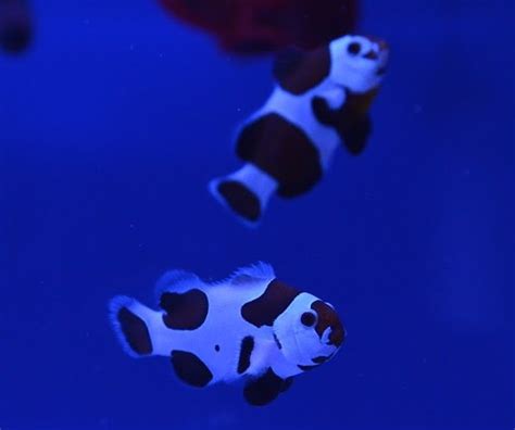 Mocha Storm Clownfish Pair Wysiwyg Tropical Reef Farm
