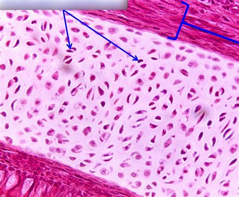 Mammal Hyaline Cartilage Diagram Quizlet