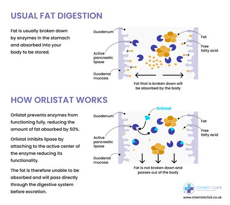 Orlistat Results: What to Expect