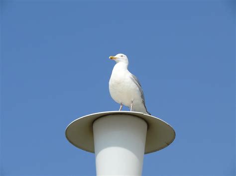 Gaviota Linterna Cielo Foto Gratis En Pixabay Pixabay