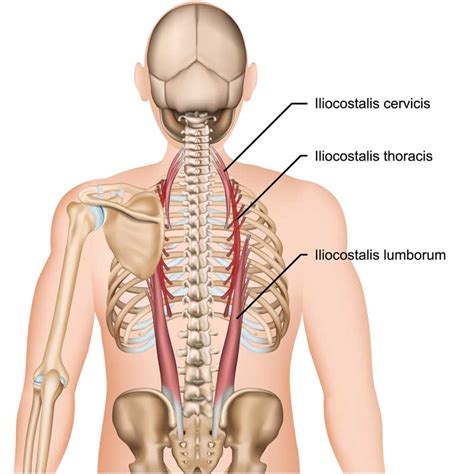 Semispinalis Cervicis Innervation