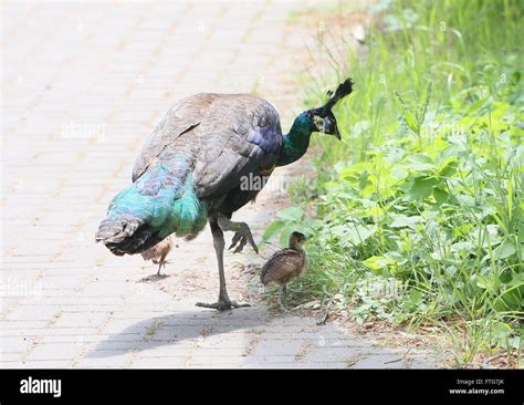 Female Asian Green Peahen Or Java Peafowl Pavo Muticus With Two Of