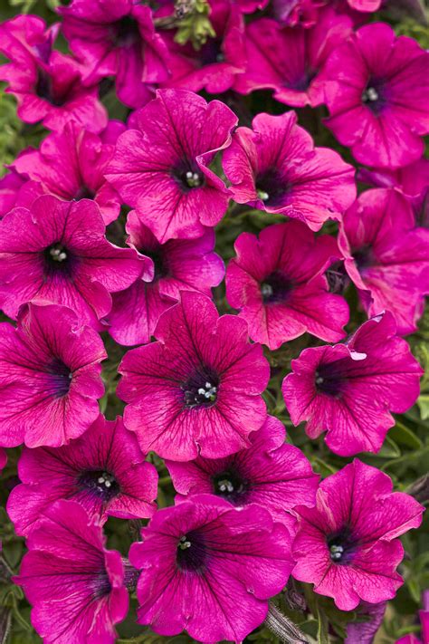 Supertunia Trailing Purple Petunia Hybrid Proven Winners