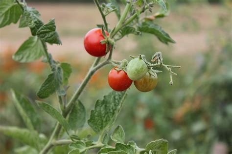 Tomate Vert Rouge Les Photo Gratuite Sur Pixabay Pixabay