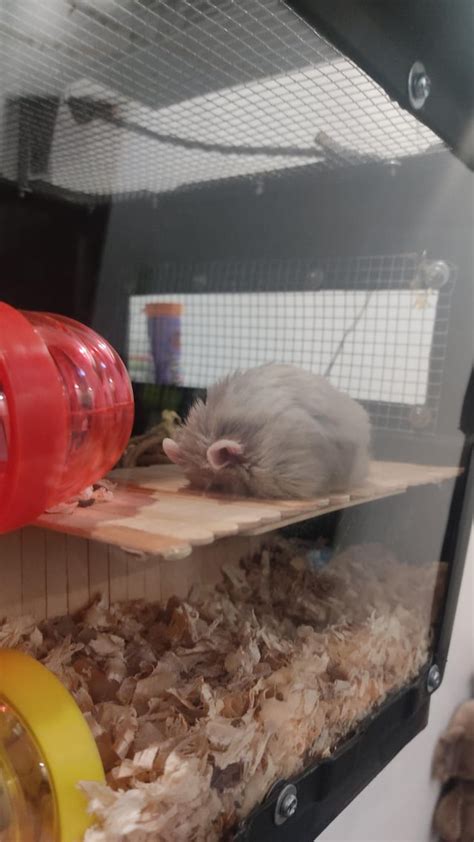 Does Your Hamster Sleep Like This Too Rhamster