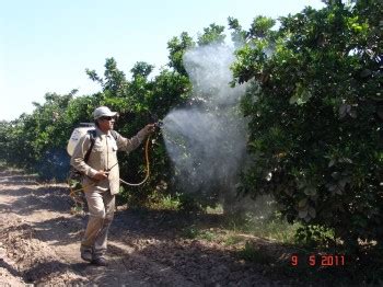 Presentan Avances En El Manejo Integrado De Diaphorina Citri