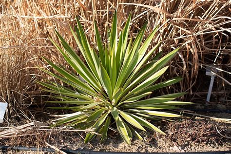 Yucca Gloriosa Juka Variegata Olea Szk Ka Ro Lin Ozdobnych