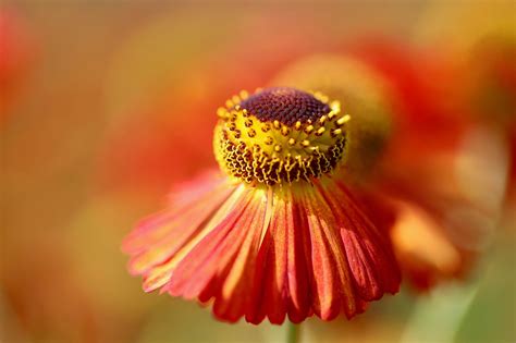 Helenium Orange Flowers Free Photo On Pixabay