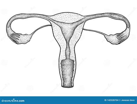 Reproductive System Female Drawing