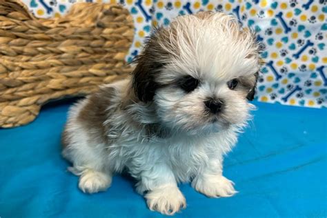 Milly Shih Tzu Puppy FF5BC4 Pawrade