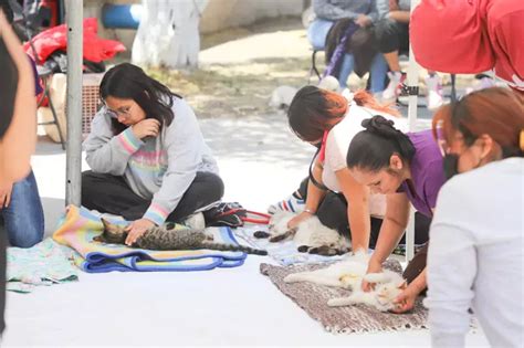 Se Realiz La Jornada De Esterilizaci N Canina Y Felina En El