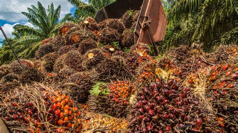 Potensi Limbah Kelapa Sawit Di Indonesia Dan Pemanfaatannya