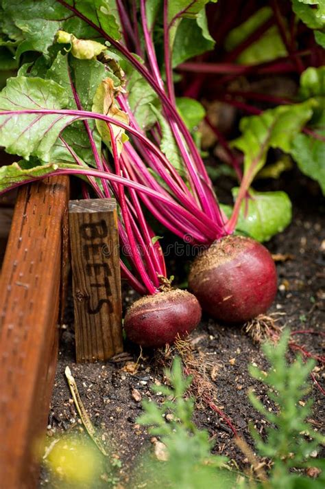 Red Beets With Tops Vertical Stock Image Image Of Picture Nature