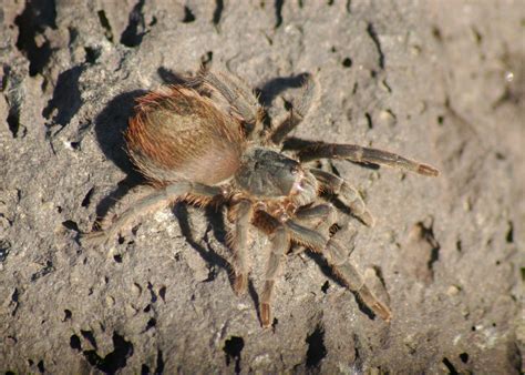 Pedregal Tarantula from C U Ciudad de México CDMX México on