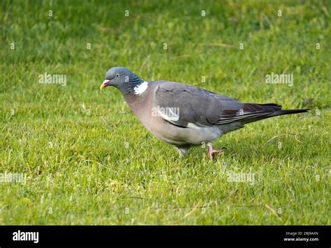 Wood pigeon bird Stock Photo - Alamy