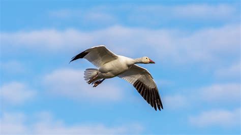 Snow Goose: Migratory Bird with Unique Color Morphs