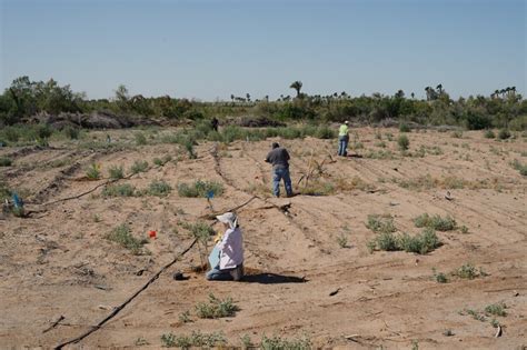 At The Edge Of Imperial County The Quechan Tribe Works To Restore A