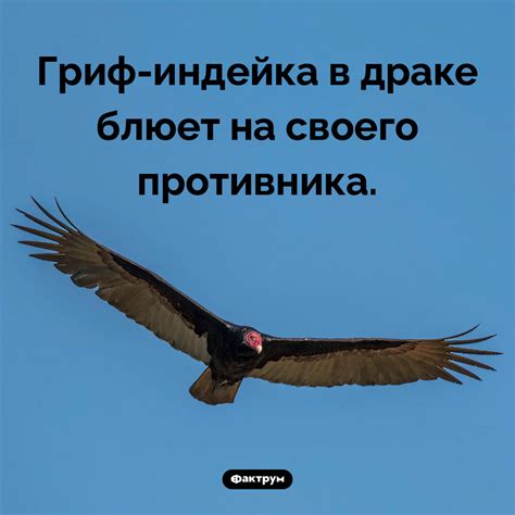 Стиль грифа-индейки