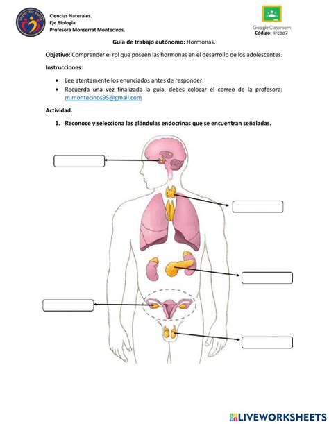 Sistema Endrocrino Interactive Worksheet Artofit