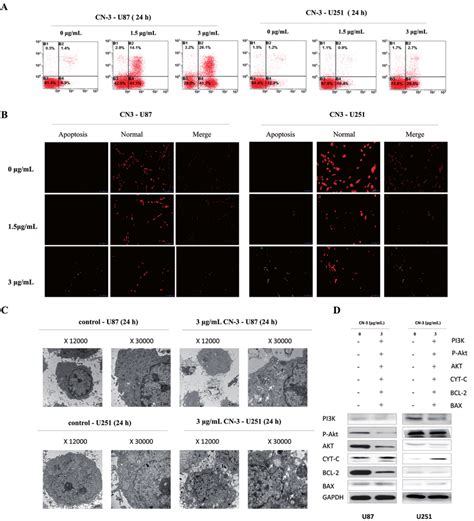 Cn 3 Induced Mitochondrial Apoptosis To U87 And U251 Cells A Flow