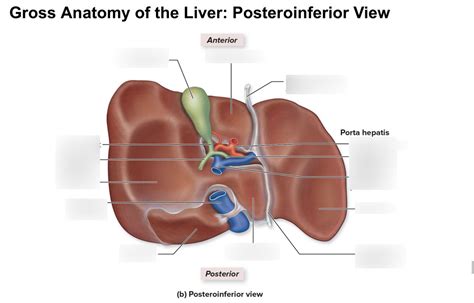 Gross Anatomy Of The Liver Posterinferior View Diagram Quizlet