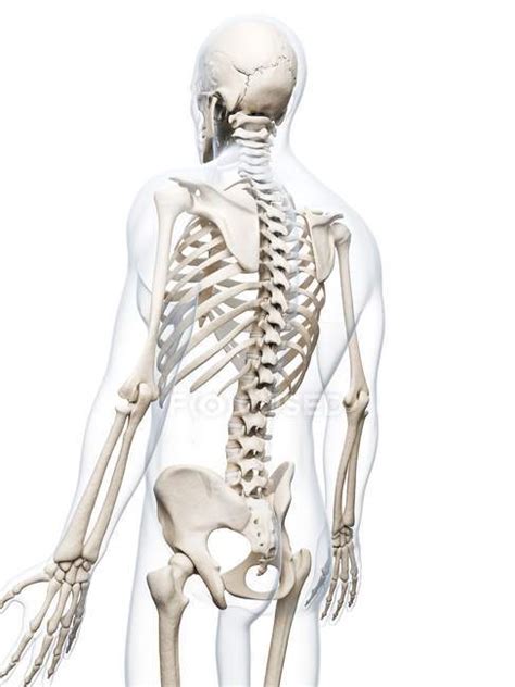 Human skeletal system — anatomical, Digitally Generated - Stock Photo ...