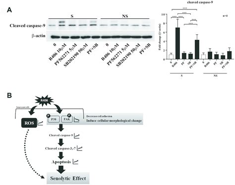 Identification Of Syk Inhibitor R As A Novel Senolytic Agent