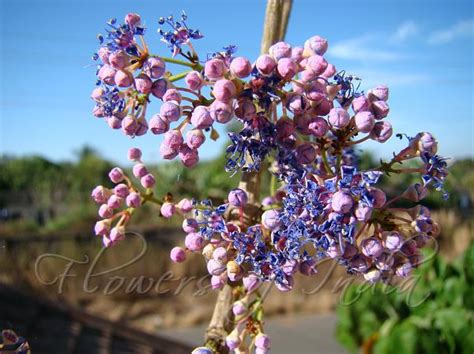 Memecylon umbellatum - Ironwood Tree