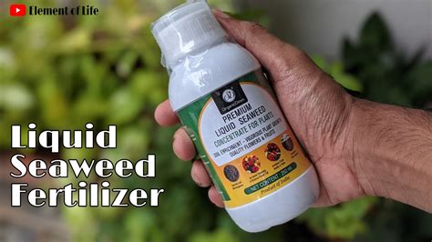 How To Use Liquid Seaweed Fertilizer To Boost Plant Growth Best