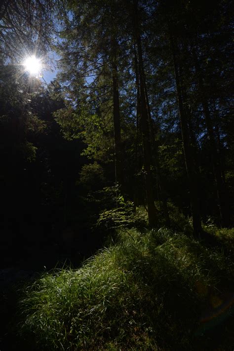 Free Images Tree Nature Forest Grass Branch Light Sun Night