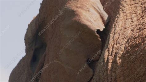 African elephant flapping its ears - Stock Video Clip - K013/1185 ...