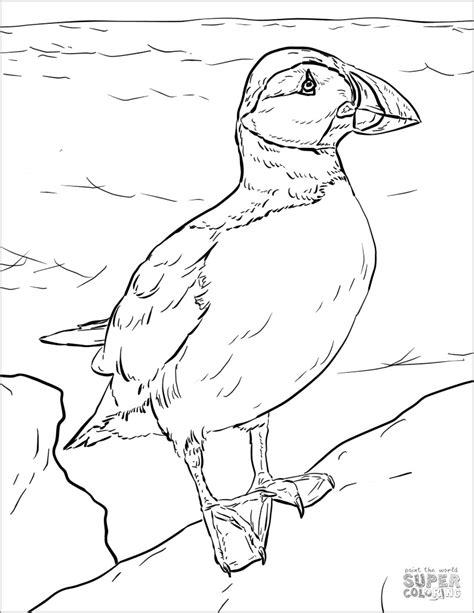 Puffins Coloring Pages - ColoringBay
