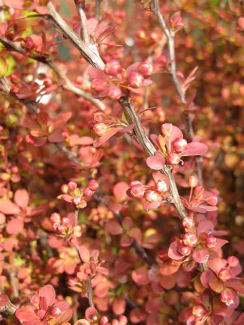 Deer Resistant Plants Sloat Garden Center