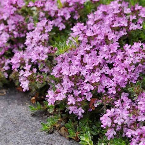 100 Creeping Thyme Seeds Thymus Serpyllum Blue Rock Cress Beautiful