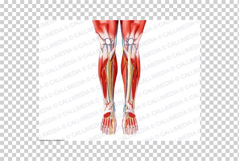 Finger Muscle Knee Nerve Нога человека, кровеносная вена, рука, другие ...