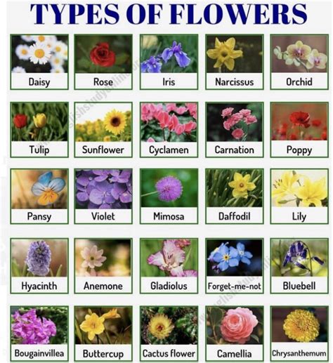 Types of flowers : coolguides
