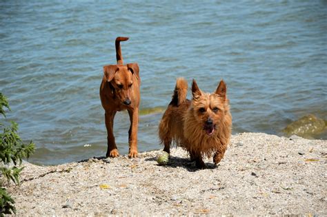Dogs Free Stock Photo - Public Domain Pictures