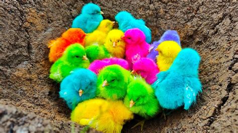 Menangkap Anak Ayam Warna Warni Bebek Ayam Lucu Ayam Rainbow Ikan