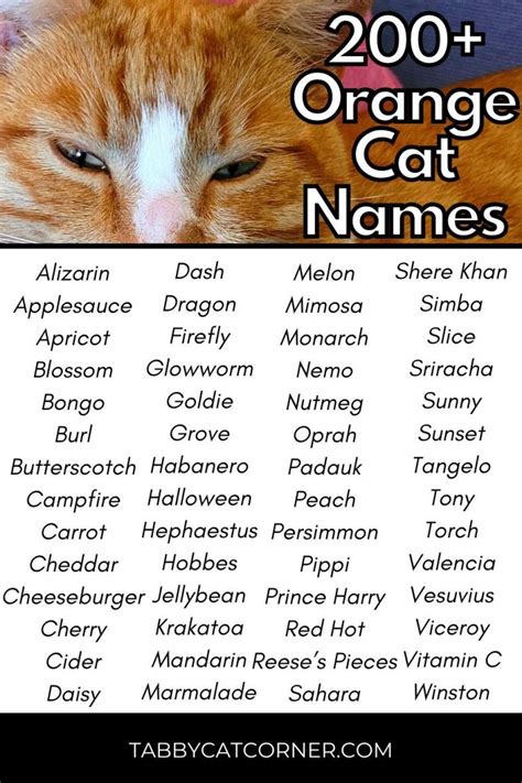 200+ Best Catchy Orange Cat Names in 2024