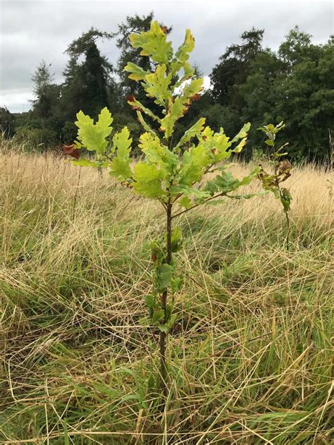 Get your Forest schemes applications in by 31 August | Department of